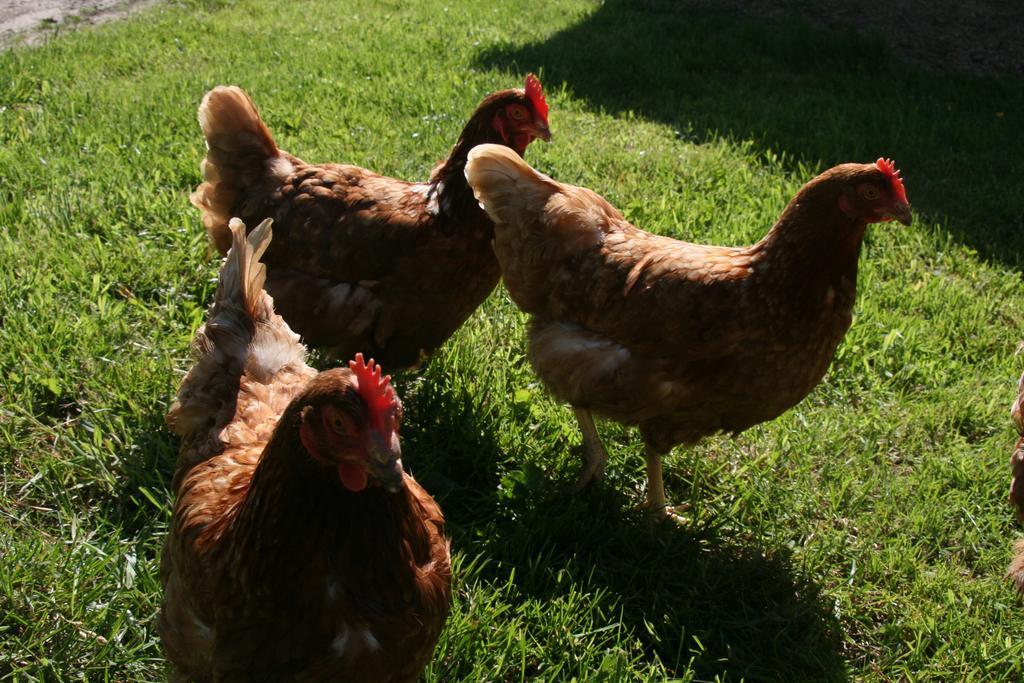 Paardenhof Guesthouse Esquelbecq Zewnętrze zdjęcie