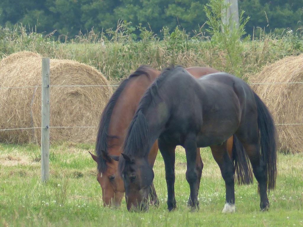 Paardenhof Guesthouse Esquelbecq Zewnętrze zdjęcie